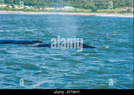 Southern Right Whale, Eubalaena Australis, in Plettenberg in Plettenberg Bay, Südafrika. Stockfoto