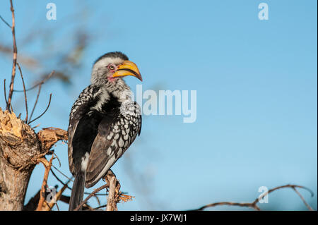 Southern Yellow-billed Hornbill, Tockus leucomelas, in Sabi Sand Reserve an MalaMala, Südafrika. Stockfoto