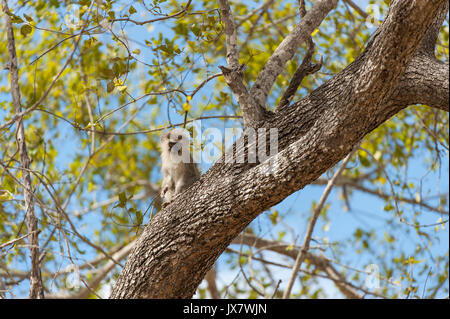 Meerkatze, Chlorocebus pygerythrus, in Sabi Sand Reserve, in MalaMala, Südafrika. Stockfoto