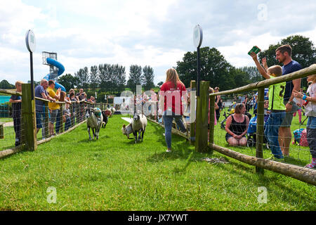 Schafe Racing am Hatton Adventure World, Hatton, Warwickshire, Großbritannien Stockfoto