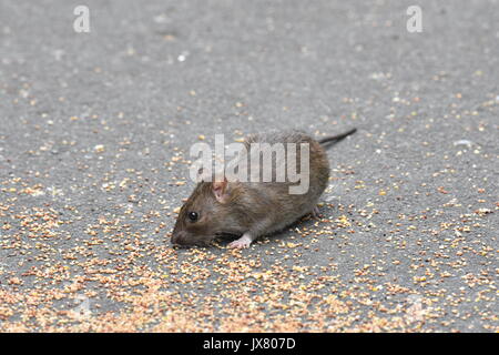 Braune Ratte Fütterung auf Korn auf eine asphaltierte Weg in einem Londoner Park Stockfoto