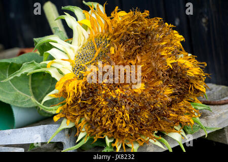 Sonnenblume Teddy Bear Helianthus annuus Stockfoto