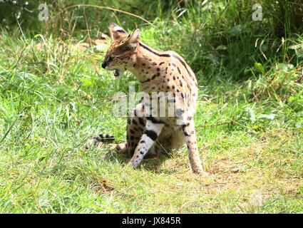 Afrikanische Serval (Leptailurus serval). Stockfoto