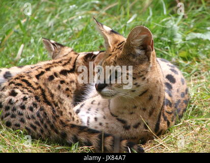 Mutter afrikanische Serval (Leptailurus serval) mit Scherzen neugeborenen Cub Stockfoto