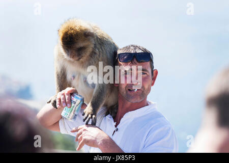 Ein Barbary macaque sitzt auf der Schulter des Tourist in Gibraltar, warten auf eine Erdnuss, die er in seiner Hand eine Zigarette hält. Stockfoto