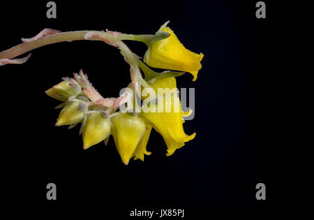 Echeverias Pulidonis Spirale gelbe Blume, mit kleinen Spiegeln regen Wassertropfen, blühen, auf schwarzem Hintergrund, isoliert. Stockfoto