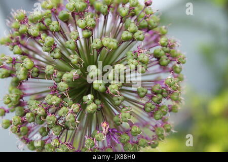 Alium Close-up Stockfoto