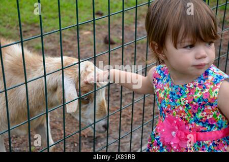 Kleines Mädchen petting eine Ziege durch den Zaun. Stockfoto