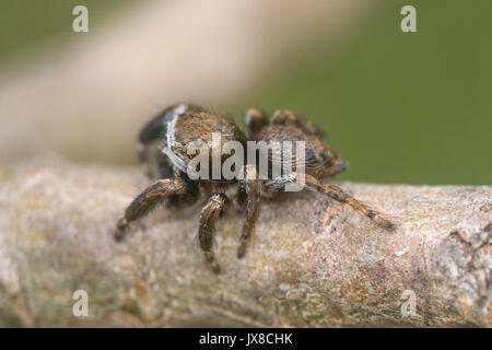 Nahaufnahme einer winzigen, mehrfarbigen Springspinne (Evarcha falcata) mit grünen Augen auf einer Kiefer in einem Heidegebiet von Surrey, Großbritannien Stockfoto