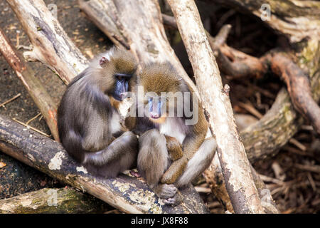 Zwei paar Affen umarmen Liebe im Zoo Stockfoto