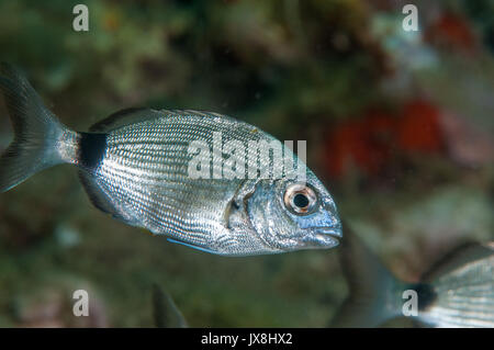 Weiß Goldbrasse (DIPLODUS SARGUS sargus), L'Escala, Costa Brava, Katalonien, Spanien Stockfoto