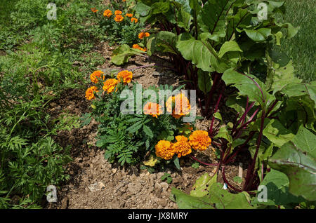 Ringelblume Pflanzen eingebettet zwischen Rote Bete und Karotten Pflanzen. Ringelblumen sind Begleiter Pflanzen und Nematoden von angreifenden Wurzel-ernten abhalten. Stockfoto