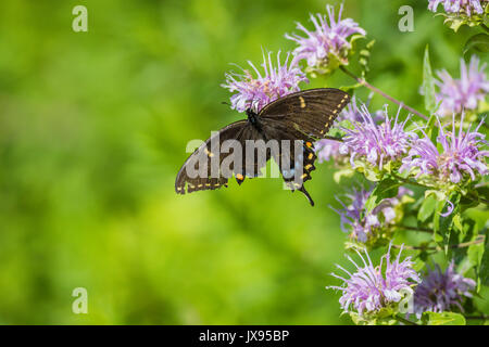 Spicebush Schwalbenschwanz (Papilio troilus) Schmetterling mit einem gebrochenen Flügel sitzend auf Biene Balsam Blume Stockfoto