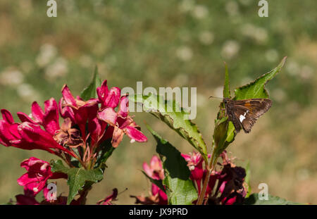 Weibliche Feurige Skipper Schmetterling Hylephila phyleus im Garten Stockfoto