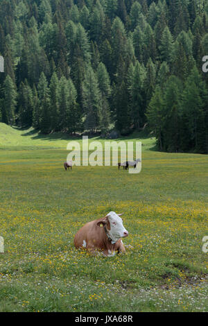 Eine Kuh und Braune Pferde weiden in Weiden: Italienische Dolomiten Alpen Landschaft in der Nähe von Misurina See Stockfoto