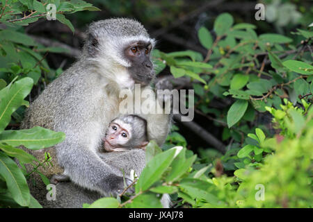 Meerkatze Baby, Sun City, Südafrika Stockfoto