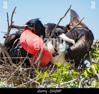 Frigatebirds Steckverbinderpaar mit männlichen, aufgeblähten roten Sac Stockfoto