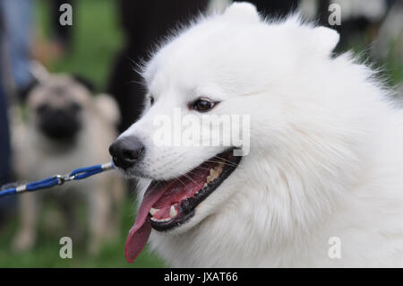 Close-up Portrait von Bulldog husky dog auf den Hund zeigen Stockfoto