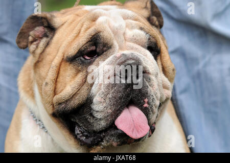 Nahaufnahme Porträt der Englischen Bulldogge auf der Hundeausstellung Stockfoto