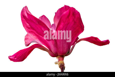 Magnolia Flower Rot auf weißem Hintergrund Stockfoto