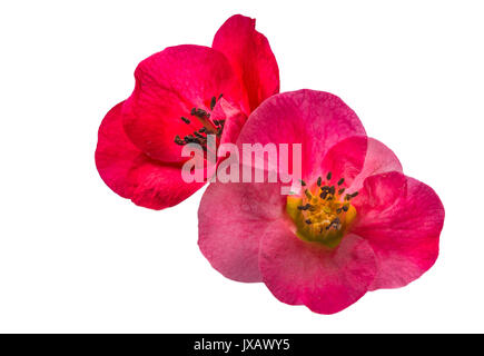 Rote Pflaume auf weißem Hintergrund Stockfoto