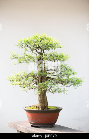 Bonsai Baum gegen weiße Wand in einem chinesischen Park Stockfoto