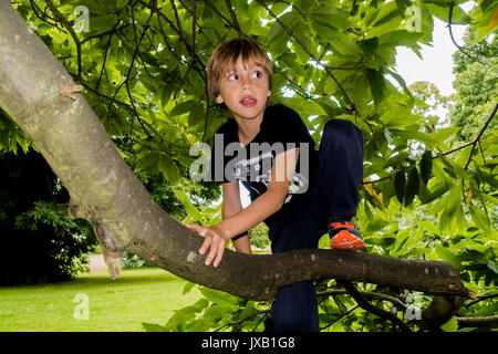 Kinder Bäume klettern Stockfoto