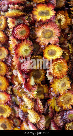 Viele kleine getrocknete rote, orange und gelbe Chrysantheme Blumen, Saiteninstrumente, und zusammen hängen. Stockfoto