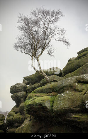 Brimham Rocks einsamer Baum Stockfoto