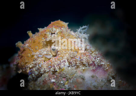 Blau-beringte Krake (Hapalochlaena SP.) in der Lembeh-Strait Stockfoto