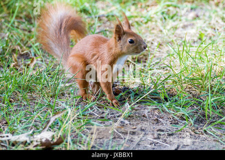 Bild eines kleinen pelzigen Eichhörnchen auf Rasen im Park Stockfoto