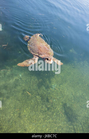 Eine der Caretta- Caretta Caretta Schildkröten in der Bucht von Argostoli, Kefalonia, Griechenland Stockfoto