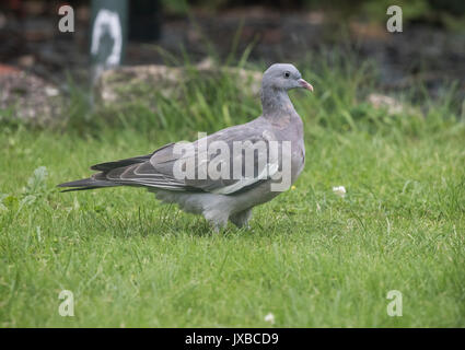 Jugendliche Ringeltaube Columba palumbus Stockfoto