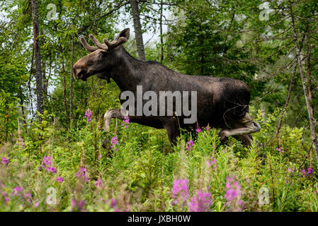 Die Elche (Nordamerika) oder Elch (Eurasien), Alces alces, ist die größte rezenten Arten in der Hirsch Familie, in der Nähe von Lillehammer in Norwegen. Stockfoto