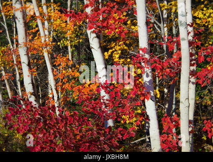 Birke und Ahorn Rot in einem Laubwald. Stockfoto