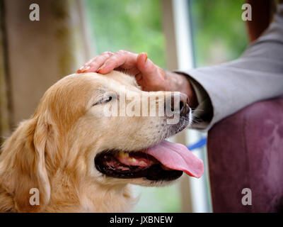 Ein Haustiere als Therapiehund Rentner besuchen an ein Pflegeheim in East Sussex, UK. Stockfoto