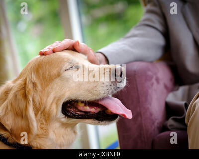 Ein Haustiere als Therapiehund Rentner besuchen an ein Pflegeheim in East Sussex, UK. Stockfoto