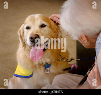 Ein Haustiere als Therapiehund Rentner besuchen an ein Pflegeheim in East Sussex, UK. Stockfoto