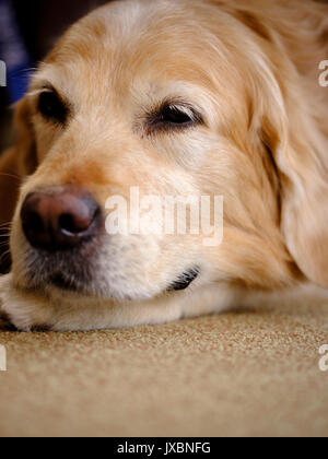 Ein Haustiere als Therapiehund Rentner besuchen an ein Pflegeheim in East Sussex, UK. Stockfoto