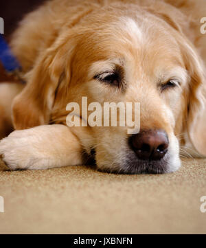 Ein Haustiere als Therapiehund Rentner besuchen an ein Pflegeheim in East Sussex, UK. Stockfoto