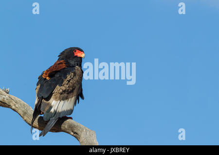 Sie (Terathopius ecaudatus) sitzen auf Barsch, weiblich, Kalahari Wüste, Kgalagadi Transfrontier Park, Südafrika Stockfoto