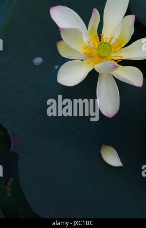 Lotus auf dem Teich Stockfoto