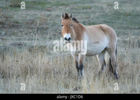 Przewalski-Pferd Stockfoto