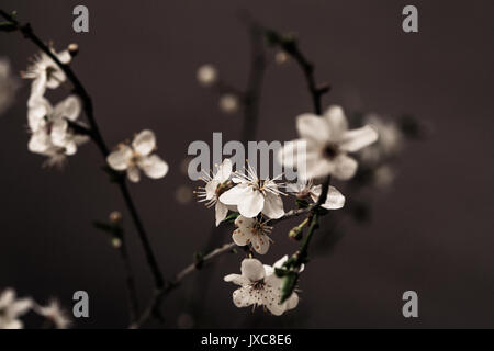 Der Frühling noch Leben - schlehe Stockfoto