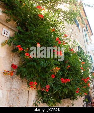 Wunderschöne Blumen auf Straße in Valldemossa, berühmten alten mediterranen Dorfes von Mallorca Spanien Stockfoto