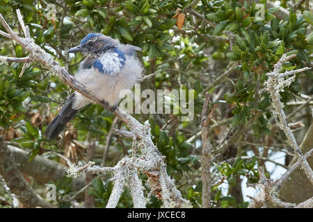 Kalifornien Scrub Jay, aphelocoma Californica auf Angel Island, Kalifornien. Stockfoto