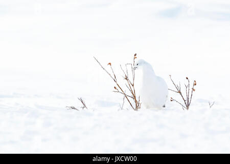 Willow ptarmigan (Lagopus lagopus), nahrungssuche von Willow in der Tundra, Churchill, Manitoba, Kanada Stockfoto