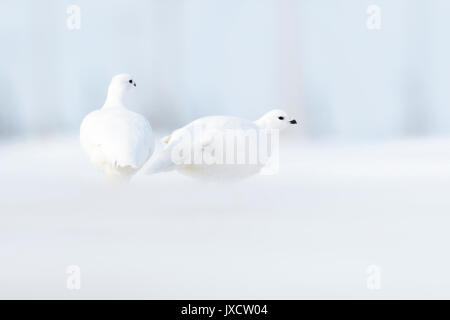 Willow ptarmigan (Lagopus lagopus), Nahrungssuche auf Tundra bei Blizzard, Churchill, Manitoba, Kanada Stockfoto