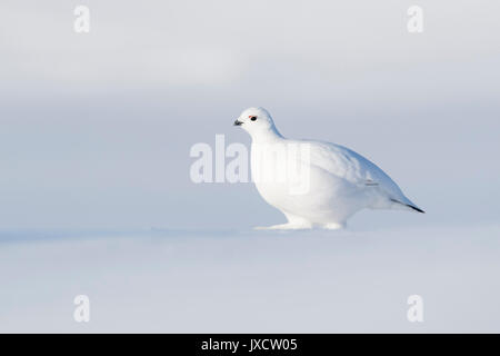 Willow ptarmigan (Lagopus lagopus), Wandern auf Tundra mit frischem Schnee, Churchill, Manitoba, Kanada Stockfoto