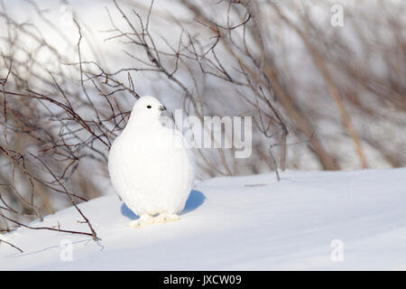 Willow ptarmigan (Lagopus lagopus), nahrungssuche in der Tundra, Churchill, Manitoba, Kanada Stockfoto